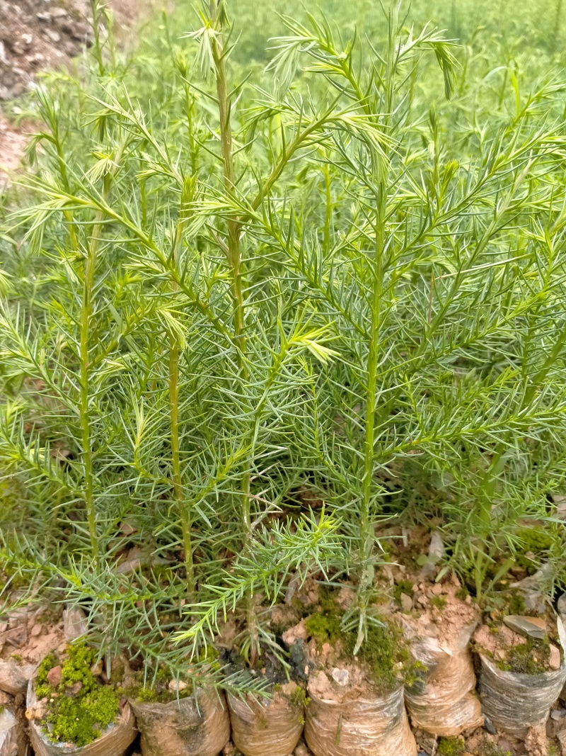 精品柳杉树苗木柳杉小苗一年生小苗，产地直供常年供货