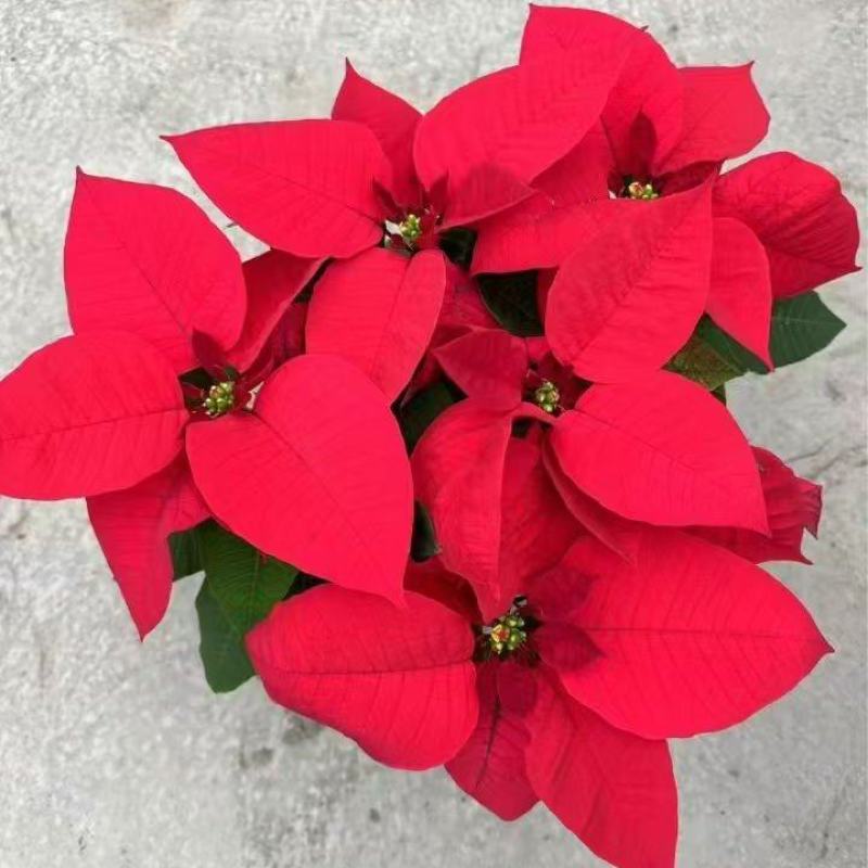 一品红、成都一品红批发、一品红盆苗基地批发