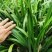 五香草贵州特产现挖新鲜山赖三奈调味火锅香料随手香茴香菖蒲