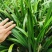五香草贵州特产现挖新鲜山赖三奈调味火锅香料随手香茴香菖蒲