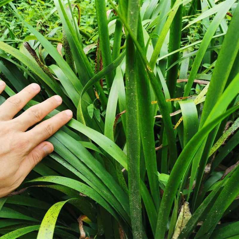 五香草贵州特产现挖新鲜山赖三奈调味火锅香料随手香茴香菖蒲