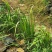 五香草贵州特产现挖新鲜山赖三奈调味火锅香料随手香茴香菖蒲