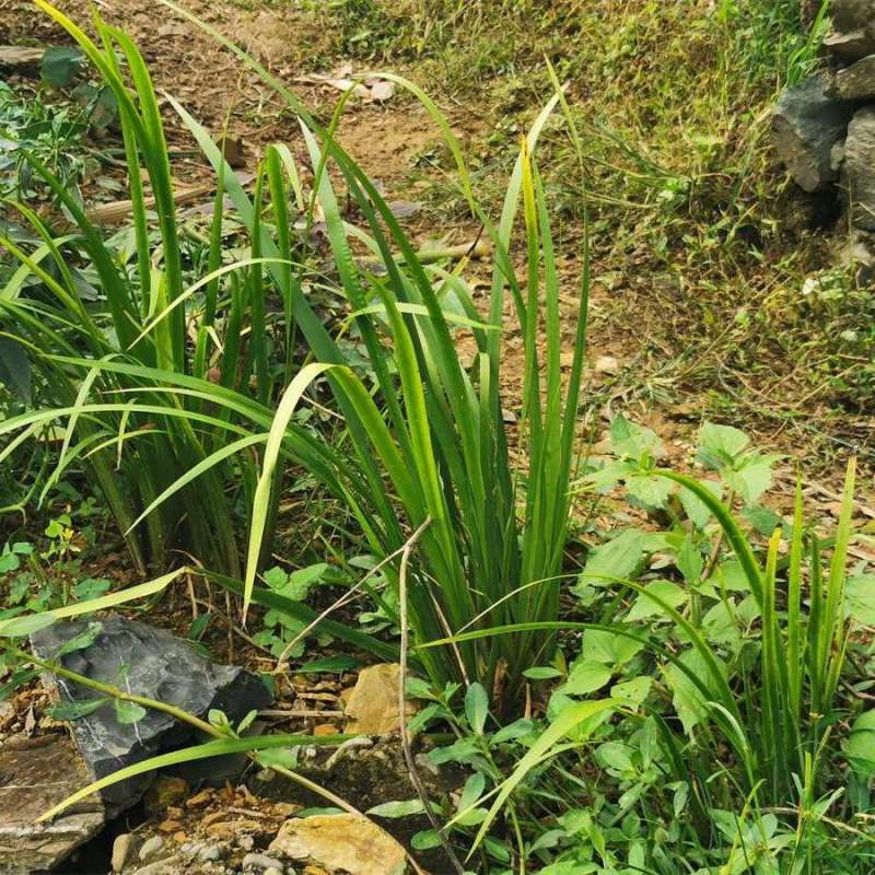 五香草贵州特产现挖新鲜山赖三奈调味火锅香料随手香茴香菖蒲