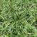 五香草贵州特产现挖新鲜山赖三奈调味火锅香料随手香茴香菖蒲