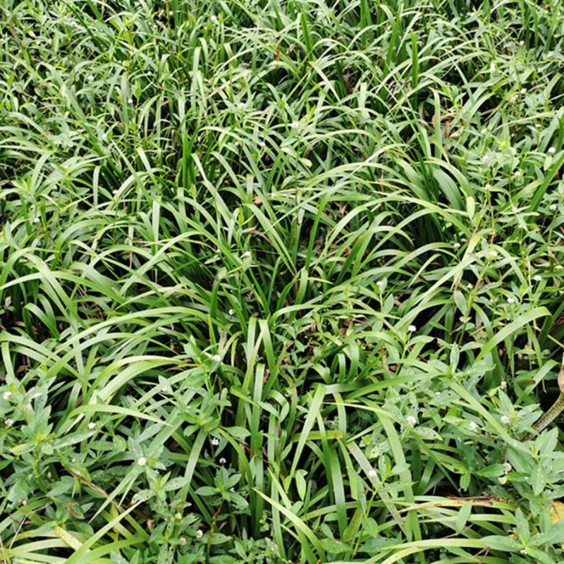 五香草贵州特产现挖新鲜山赖三奈调味火锅香料随手香茴香菖蒲