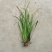 五香草贵州特产现挖新鲜山赖三奈调味火锅香料随手香茴香菖蒲