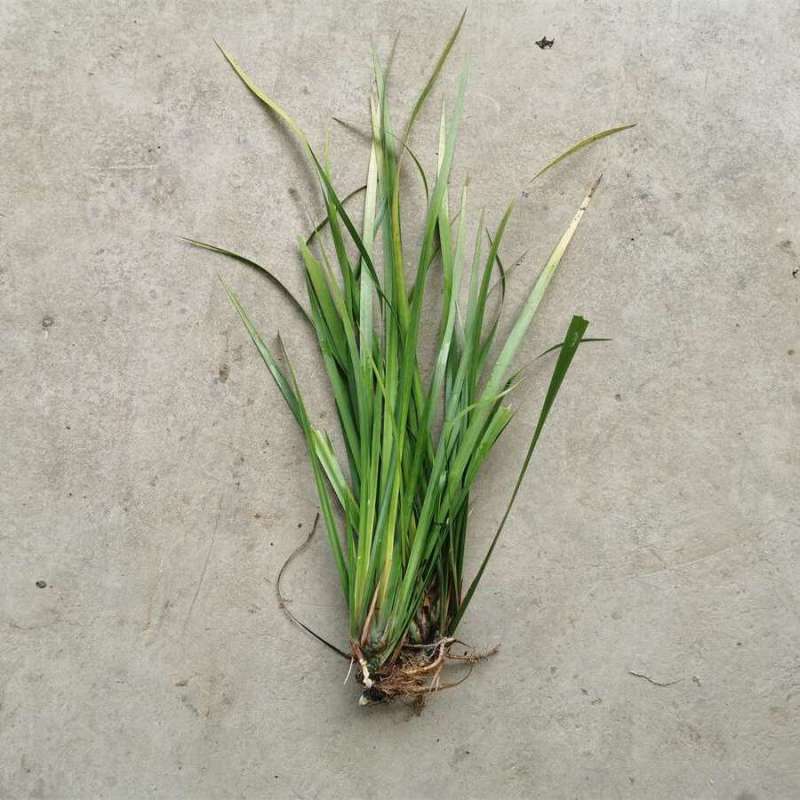 五香草贵州特产现挖新鲜山赖三奈调味火锅香料随手香茴香菖蒲