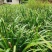 五香草贵州特产现挖新鲜山赖三奈调味火锅香料随手香茴香菖蒲