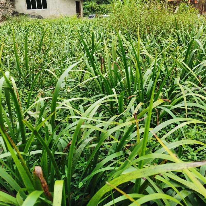 五香草贵州特产现挖新鲜山赖三奈调味火锅香料随手香茴香菖蒲