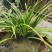 五香草贵州特产现挖新鲜山赖三奈调味火锅香料随手香茴香菖蒲