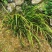 五香草贵州特产现挖新鲜山赖三奈调味火锅香料随手香茴香菖蒲