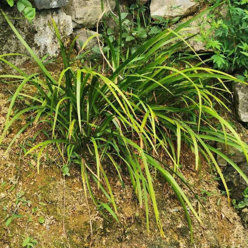 五香草贵州特产现挖新鲜山赖三奈调味火锅香料随手香茴香菖蒲