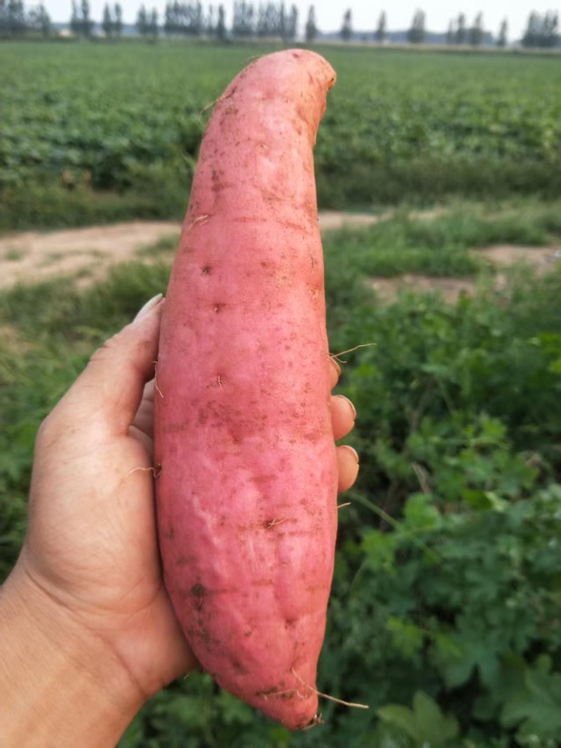 西瓜红红薯