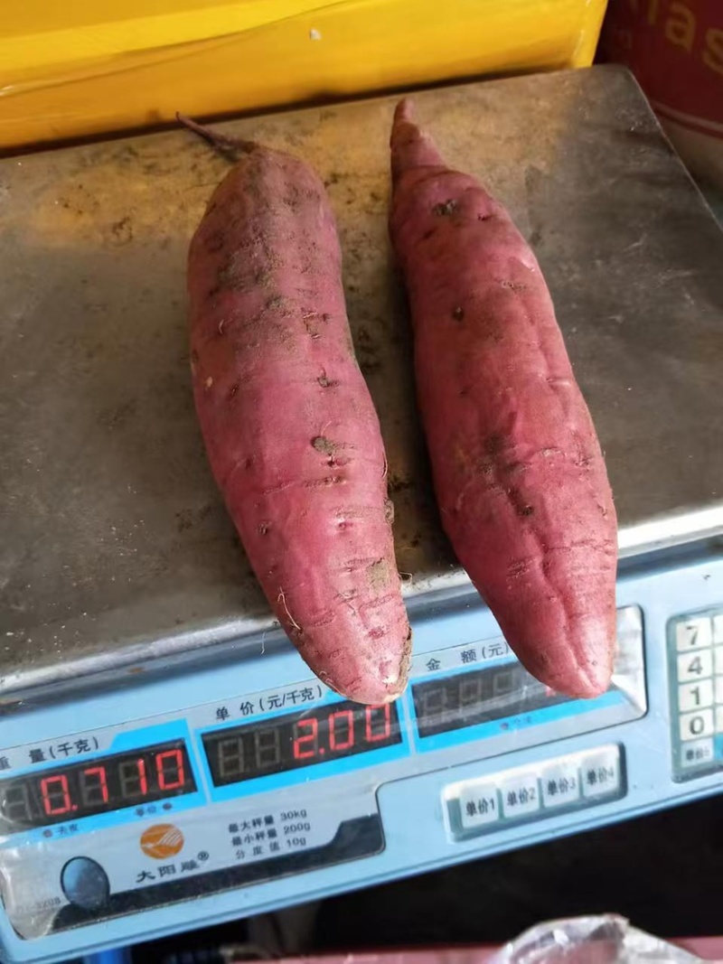 西瓜红红薯