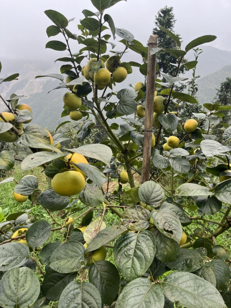 广西桂林恭城太秋甜柿，大量有货