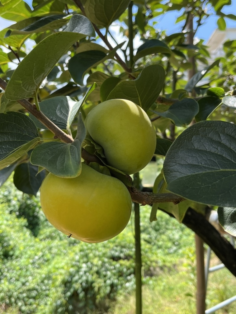 广西桂林恭城太秋甜柿，大量有货