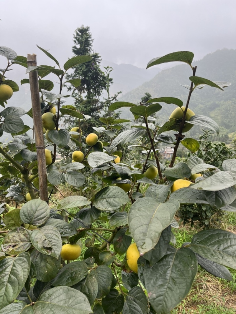 广西桂林恭城太秋甜柿，大量有货