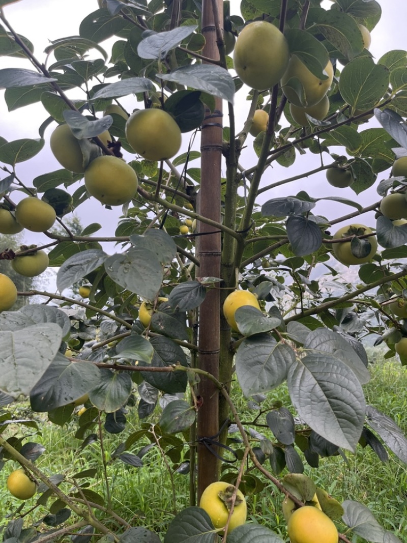 广西桂林恭城太秋甜柿，大量有货