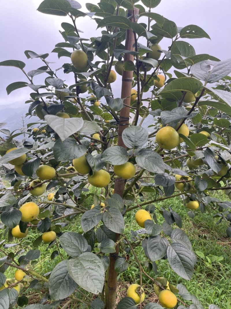 广西桂林恭城太秋甜柿，大量有货