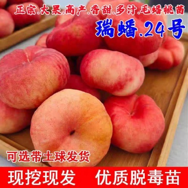 果园直发晚熟蟠桃苗瑞蟠24晚黄蟠桃现挖现发包品种成活