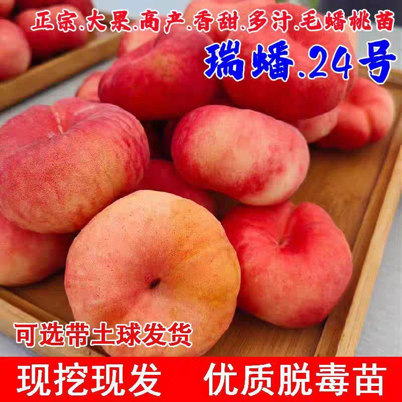 果园直发晚熟蟠桃苗瑞蟠24晚黄蟠桃现挖现发包品种成活