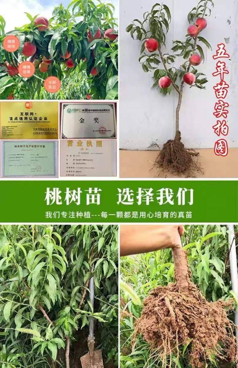 果园直发晚熟蟠桃苗瑞蟠24晚黄蟠桃现挖现发包品种成活