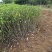 栀子花苗栀子花大叶栀子花小叶栀子花供应各种色块苗