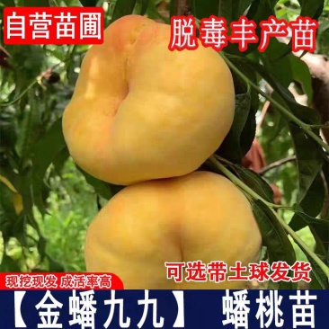 果园直发桃树苗早熟黄金蟠99中蟠11高现挖现发包品种