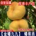 果园直发桃树苗早熟黄金蟠99中蟠11高现挖现发包品种