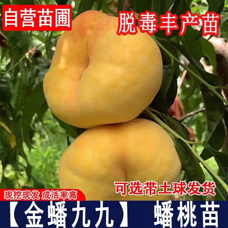 果园直发桃树苗早熟黄金蟠99中蟠11高现挖现发包品种