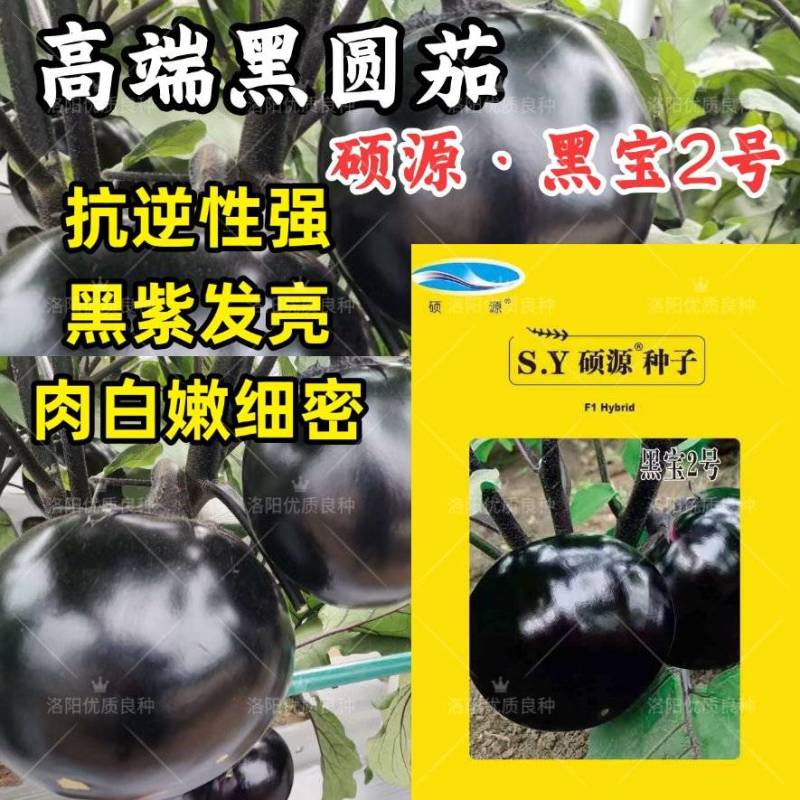 黑宝2号黑圆茄种子高端黑紫茄耐热耐寒油亮白肉圆茄子春夏种