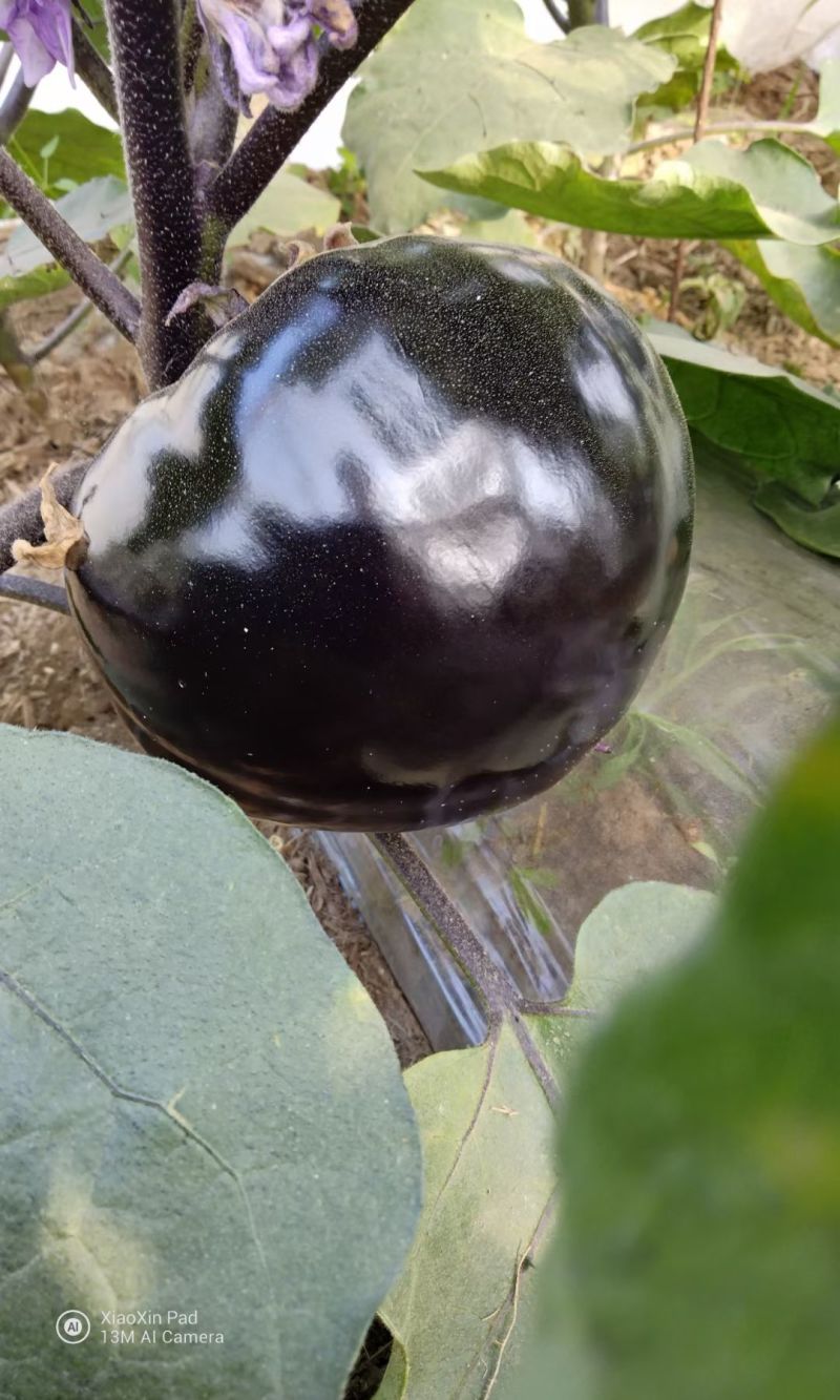 黑宝2号黑圆茄种子高端黑紫茄耐热耐寒油亮白肉圆茄子春夏种