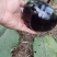 黑宝2号黑圆茄种子高端黑紫茄耐热耐寒油亮白肉圆茄子春夏种