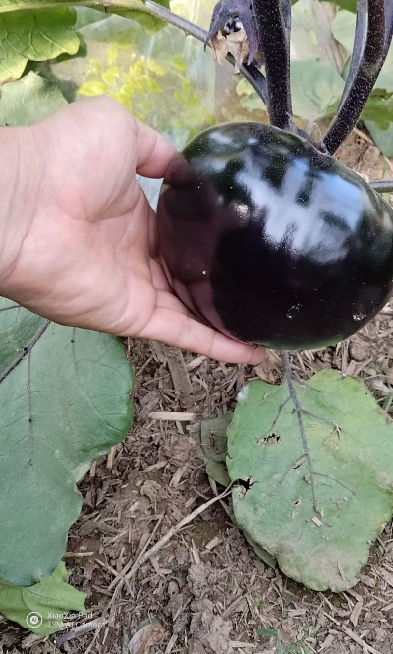 黑宝2号黑圆茄种子高端黑紫茄耐热耐寒油亮白肉圆茄子春夏种