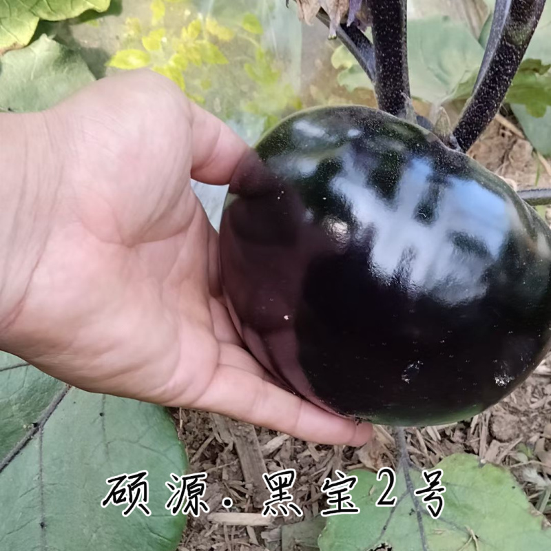 黑宝2号黑圆茄种子高端黑紫茄耐热耐寒油亮白肉圆茄子春夏种