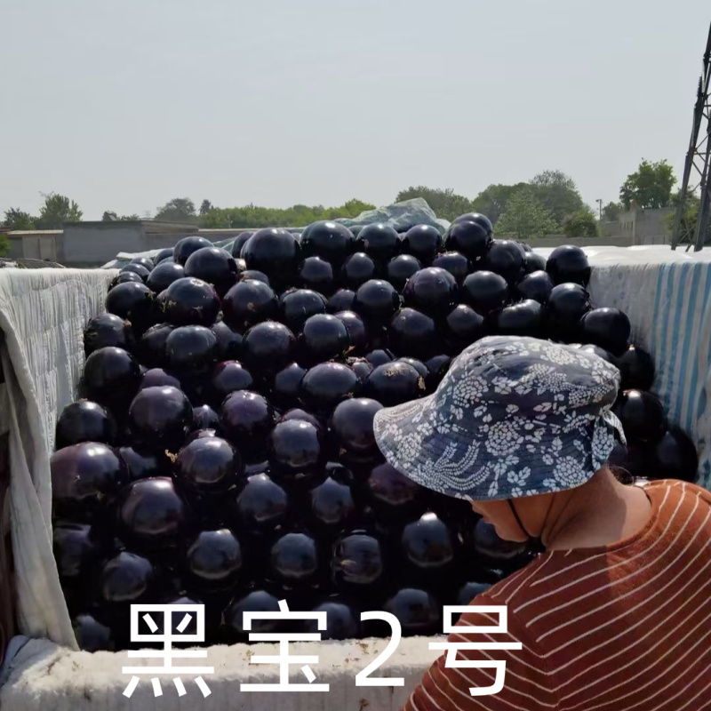 黑宝2号黑圆茄种子高端黑紫茄耐热耐寒油亮白肉圆茄子春夏种