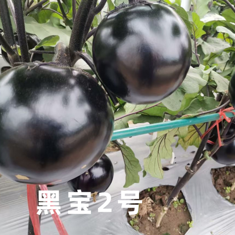黑宝2号黑圆茄种子高端黑紫茄耐热耐寒油亮白肉圆茄子春夏种