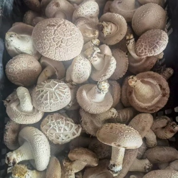 新疆优质香菇