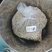 美国花旗参