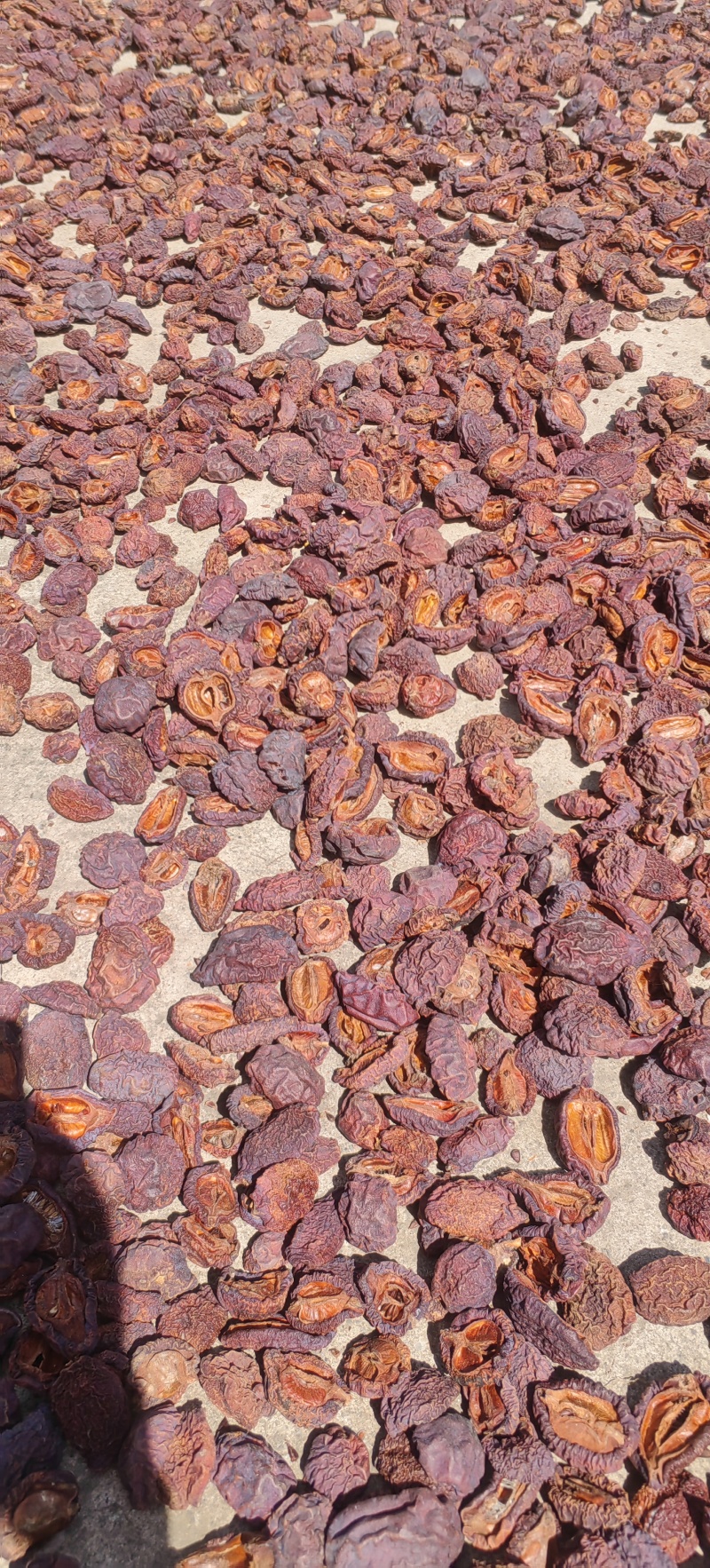 皱皮药用无籽木瓜对开两瓣四牙产地直供有籽木瓜