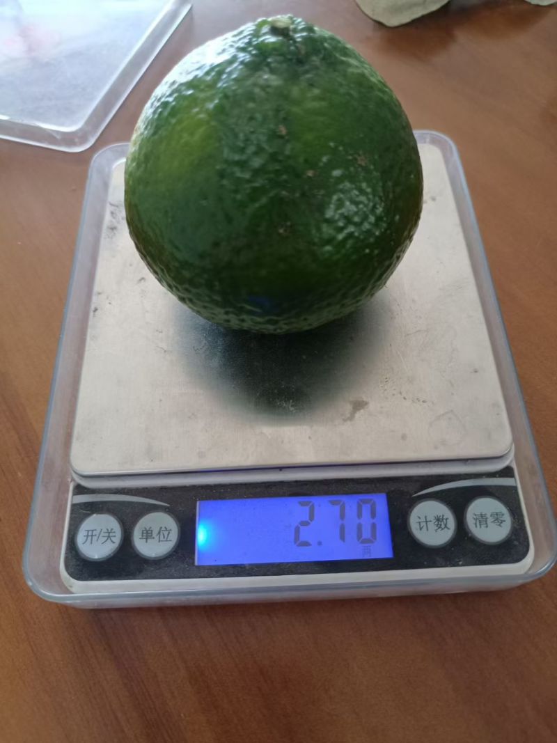 新会茶枝柑果