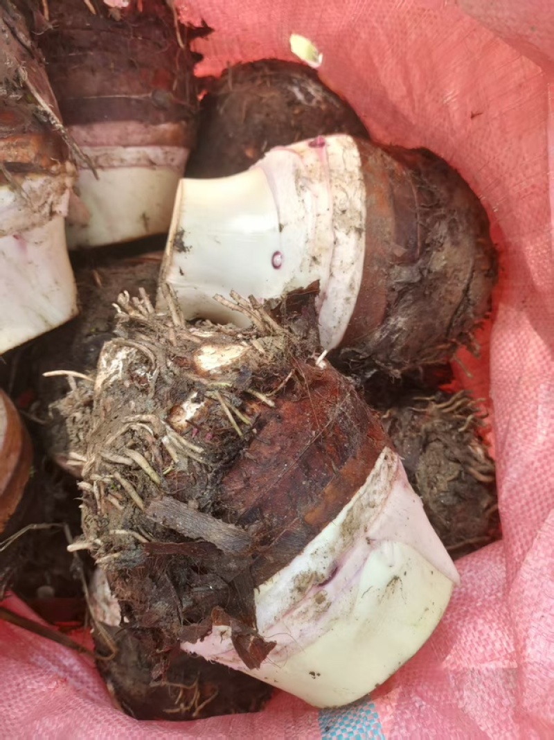 【基地直发】香芋个头饱满，口感细腻光滑，品质保证