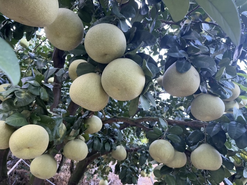 度尾红心文旦柚，20号开采，感兴趣，可私聊