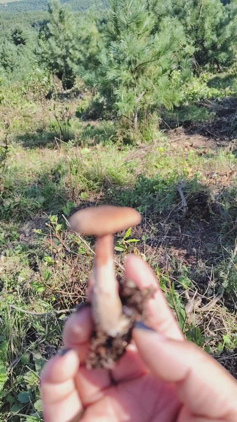 东北野生榛蘑
