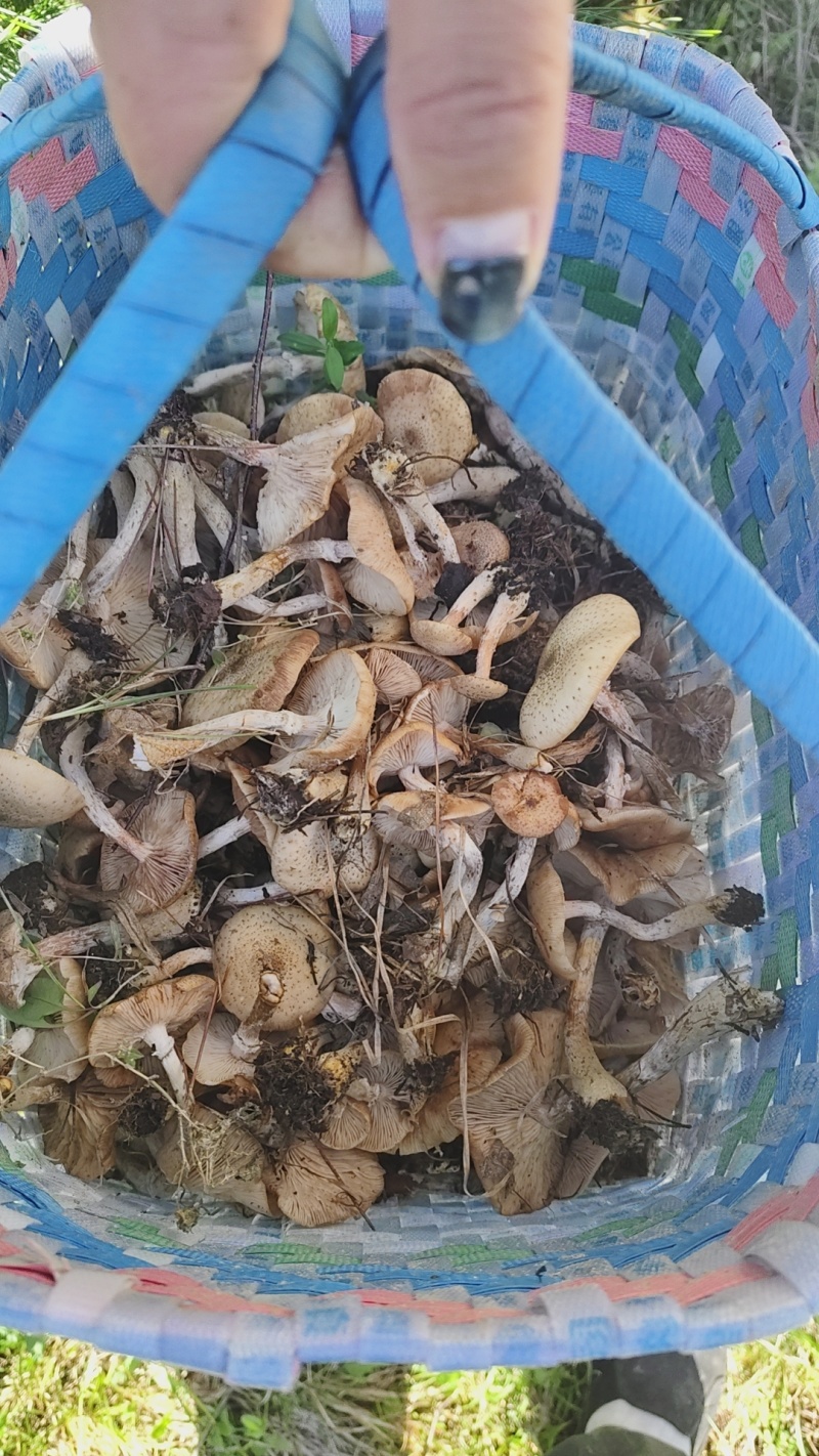 东北野生榛蘑