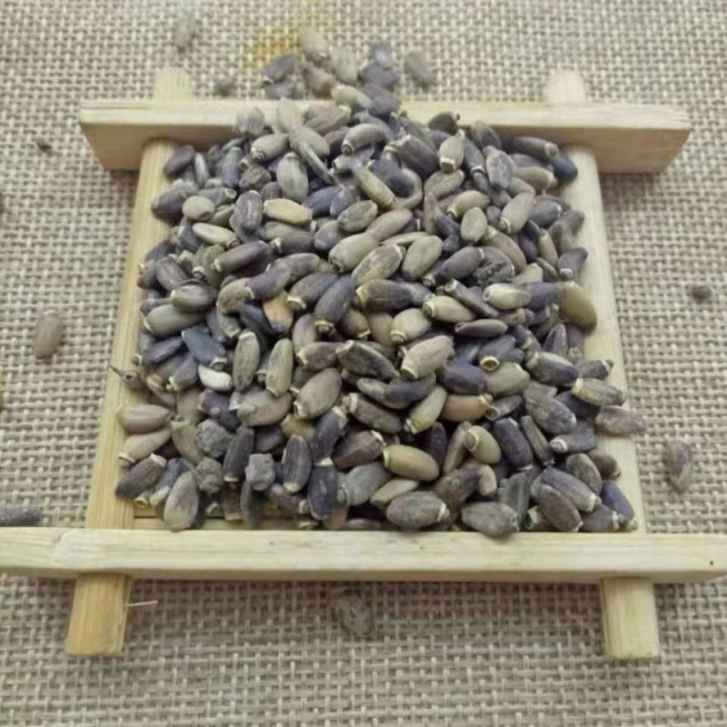 水飞蓟野生新鲜自然晒干水飞蓟籽货真价实中药材批发