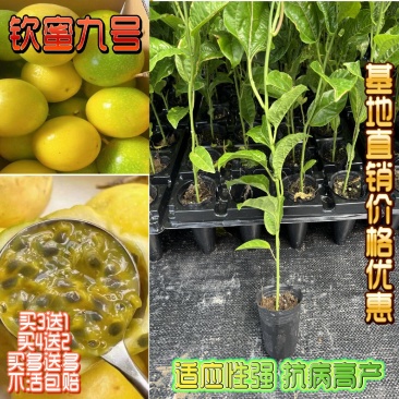 钦蜜九号百香果嫁接苗