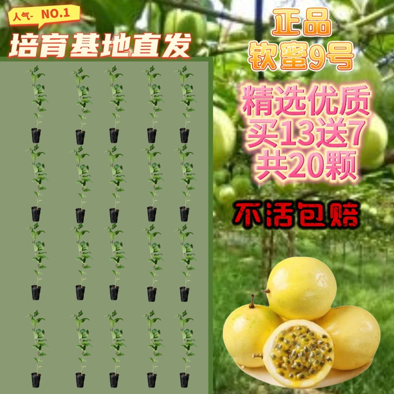 钦蜜九号百香果嫁接苗