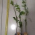 钦蜜九号百香果嫁接苗