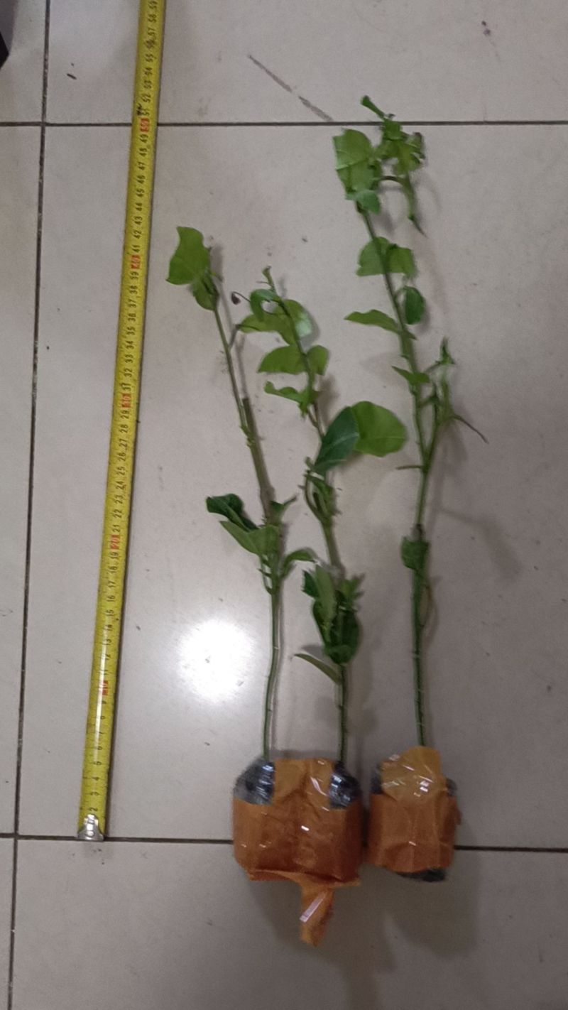 钦蜜九号百香果嫁接苗